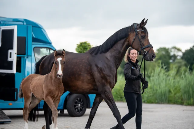 Merrie met veulen naast de paardenvrachtwagen